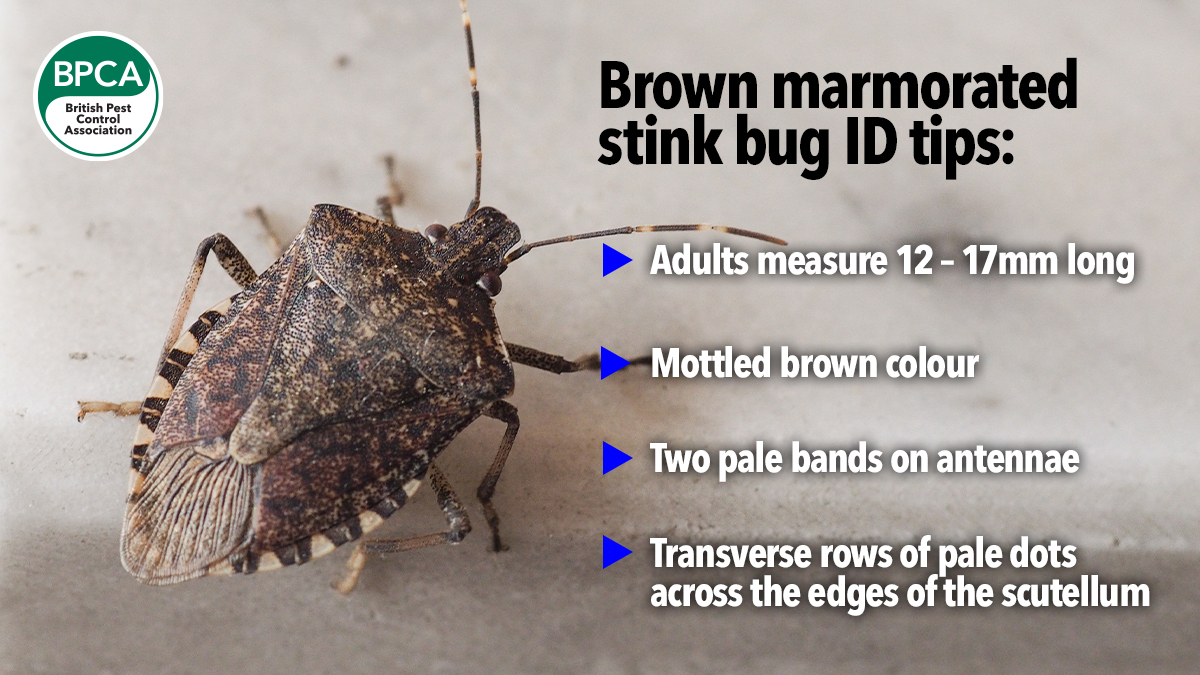 530 brown-marmorated-stink-bug-sighting3 530 brown-marmorated-stink-bug-sighting3